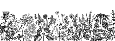 Vector herbs and meadows background. Aromatic plants vintage banner. Medicinal herb sketches. Botanical design for cosmetics, perfumery, herbal tea and herbal medicine. Floral backdrop